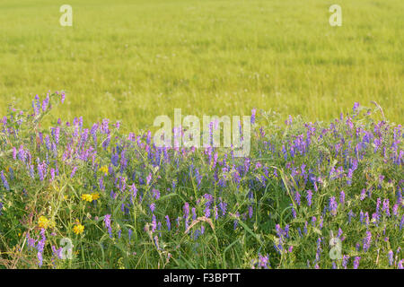 Wicke (Vicia Cracca) Wildblumen für Hecke in Schottland, Großbritannien - mit textfreiraum oben getuftet Stockfoto