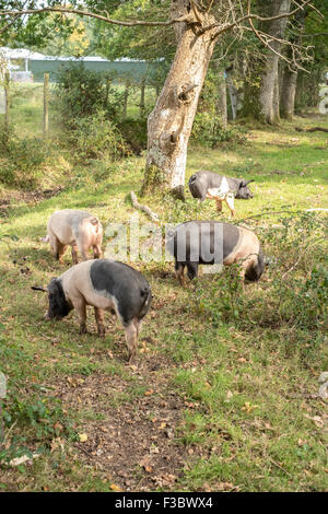 New Forest Hampshire Pannage ist rund um die letzte Woche von September bis Mitte November. Schweine fressen die gefallenen Eicheln, die den New Forest Ponys giftig sind. Die Bürger der neuen Wald haben Rechte auf freie es Tiere. Als bürgerliche Rechte bekannt zu durchstreifen. Stockfoto