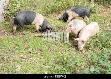 New Forest Hampshire Pannage ist rund um die letzte Woche von September bis Mitte November. Schweine fressen die gefallenen Eicheln, die den New Forest Ponys giftig sind. Die Bürger der neuen Wald haben Rechte auf freie es Tiere. Als bürgerliche Rechte bekannt zu durchstreifen. Stockfoto