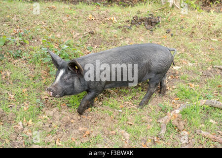 New Forest Hampshire Pannage ist rund um die letzte Woche von September bis Mitte November. Schweine fressen die gefallenen Eicheln, die den New Forest Ponys giftig sind. Die Bürger der neuen Wald haben Rechte auf freie es Tiere. Als bürgerliche Rechte bekannt zu durchstreifen. Stockfoto