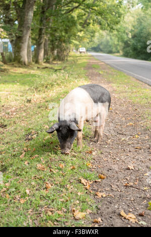 New Forest Hampshire Pannage ist rund um die letzte Woche von September bis Mitte November. Schweine fressen die gefallenen Eicheln, die den New Forest Ponys giftig sind. Die Bürger der neuen Wald haben Rechte auf freie es Tiere. Als bürgerliche Rechte bekannt zu durchstreifen. Stockfoto