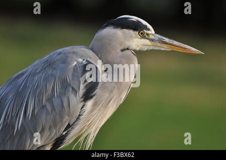 Graureiher (Ardea Cinerea) Porträt einer einsamen Graureiher in Bushy Park Kingston UK Stockfoto