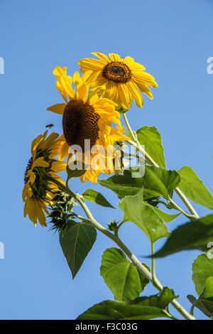 Sonnenblumen wachsen in den E. Lorene Young Gemeinschaftsgarten in Leavenworth, Washington, USA Stockfoto