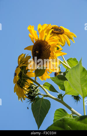 Sonnenblumen wachsen in den E. Lorene Young Gemeinschaftsgarten in Leavenworth, Washington, USA Stockfoto