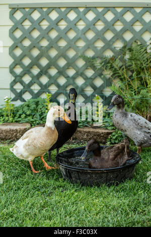 Vier Arten von Indian Runner Enten (Anas Platyrhynchos Domesticus): weiß und beige, schwarz, Schokolade und blau. Stockfoto