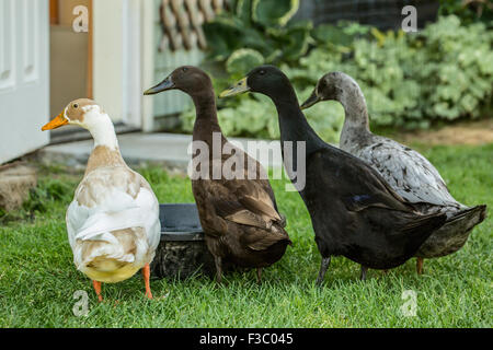 Vier Arten von Indian Runner Enten (Anas Platyrhynchos Domesticus): weiß und beige, schwarz, Schokolade und blau. Stockfoto