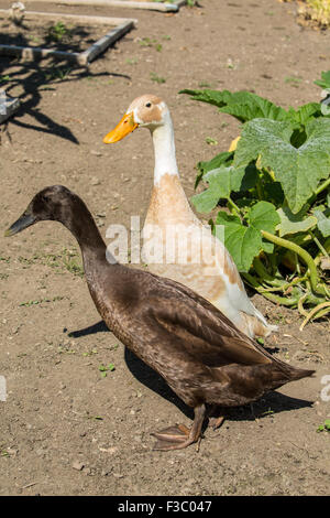 Schokolade und Fawn & White Indian Runner Enten (Anas Platyrhynchos Domesticus) im Garten.  Sie sind eine ungewöhnliche Rasse der Kuppel Stockfoto