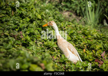 Beige und weiß Indian Runner Ente (Anas Platyrhynchos Domesticus) im Garten.  Sie sind eine ungewöhnliche Rasse der Hausente. Stockfoto