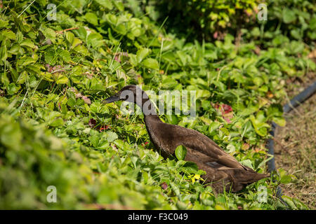 Schokolade Indian Runner Ente (Anas Platyrhynchos Domesticus) in der Erdbeer-Garten. Stockfoto