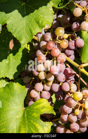 Trauben wachsen in Leavenworth, Washington, USA Stockfoto