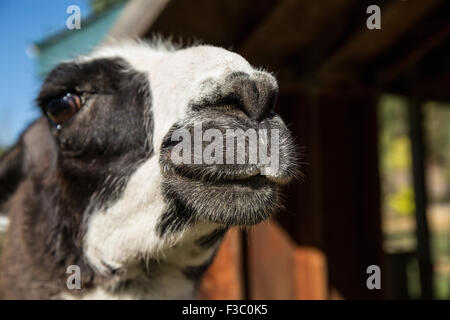 Lama-Porträt auf der Purple Crayon-Ranch in Leavenworth, Washington, USA Stockfoto