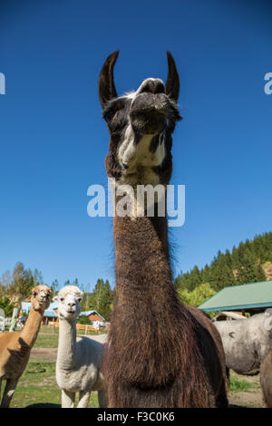 Lama-Porträt mit Alpakas im Hintergrund auf der Purple Crayon-Ranch in Leavenworth, Washington, USA Stockfoto