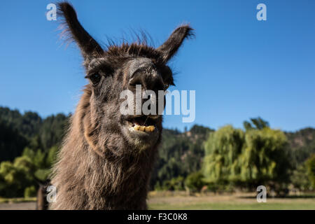 Lama-Porträt auf der Purple Crayon-Ranch in Leavenworth, Washington, USA Stockfoto