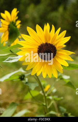 Nahaufnahme von Helianthus "Chrysantheme Blumen Serie" Sonnenblumen im Garten schlafen Lady Mountain Resort in Leavenworth, WA Stockfoto