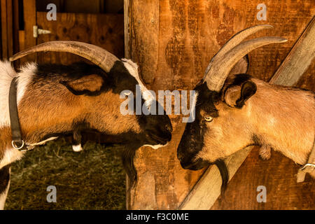 Zwei liebevolle Alpine Milchziegen in Leavenworth, Washington, USA. Stockfoto