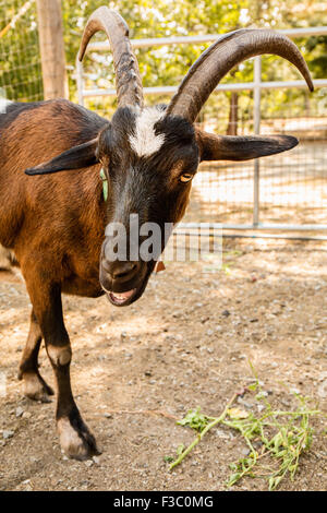 Neugierig Alpine Molkerei-Ziege in Leavenworth, Washington, USA. Stockfoto