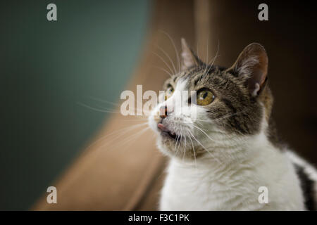 Weiße und graue Tabby Katze leckt Lippen in Erwartung, wie es hinter der Kamera aussieht. Stockfoto