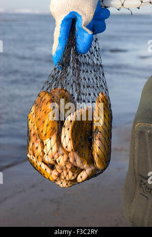 Razor Clam, Long Beach, Washington Stockfoto