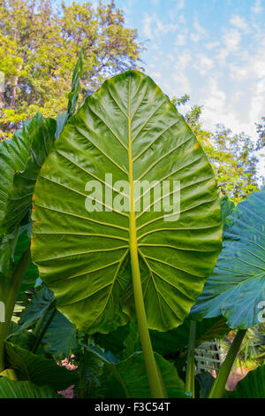 Riesen-Taro Blätter (Alocasia) Stockfoto