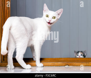 Lustige, verrückte Katze Stockfoto