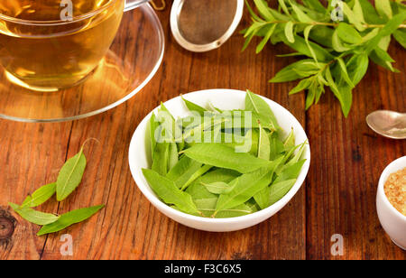 Zitronenverbene hinterlässt auf weiße Schüssel und Eisenkraut Tee auf Holztisch. Aloysia Citrodora. Stockfoto