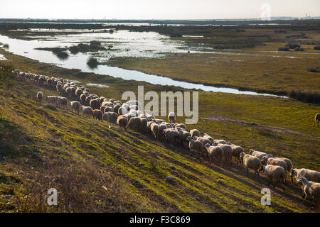 Schafe weiden in Porto Lagos, Griechenland, Europa Stockfoto