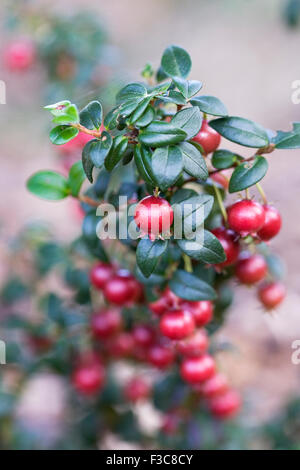 Ugni Molinae Beeren im Herbst. Stockfoto