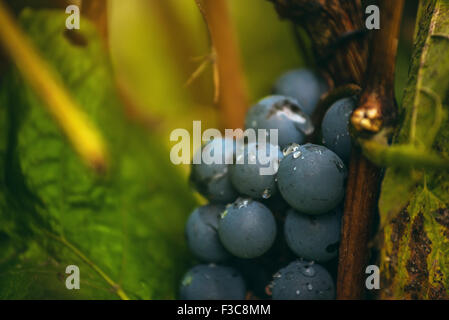 Wein-Trauben im Weinberg nach Regen, Nahaufnahme Detail mit selektiven Fokus Stockfoto