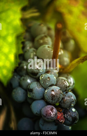 Wein-Trauben im Weinberg nach Regen, Nahaufnahme Detail mit selektiven Fokus Stockfoto