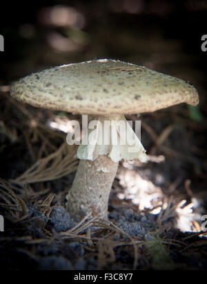 Gut gewachsene Wald Champignon Agaricus silvaticus Stockfoto