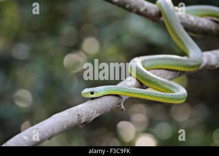 Eine afrikanische Boomslang (Baumschlange; Dispholidus Typus) auf einem Baum. Stockfoto