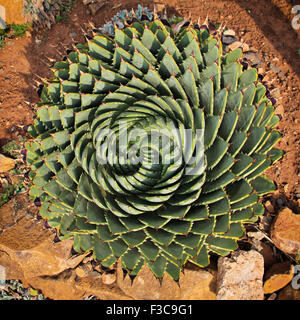 Eine Agave, von oben gesehen. Stockfoto