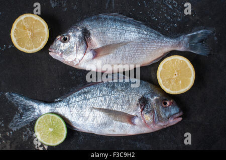 Zwei frische rohe Dorados mit Zitrone auf dem dunklen Stein Tisch Stockfoto