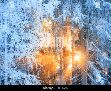 Sonnenstrahlen durch frostige Bäume Stockfoto