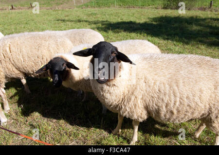 Rhoenschafe, Gefaerdete, Schafrasse Stockfoto