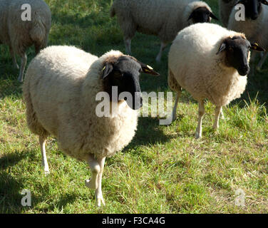 Rhoenschafe, Gefaerdete, Schafrasse Stockfoto