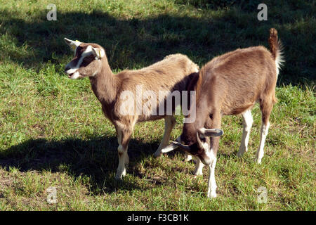 Thueringer, Waldziege, Bedrohte, Gefaehrdet, Ziegenrasse, Stockfoto