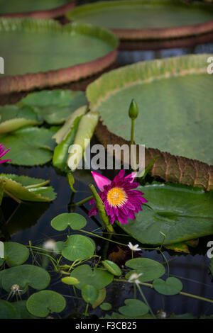 Seerosen im Haus Seerose in Kew Gardens, London, UK Stockfoto