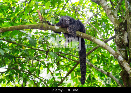 Monk Saki Affen mit einem langen Schweif in der Amazonas-Regenwald in der Nähe von Iquitos, Peru Stockfoto