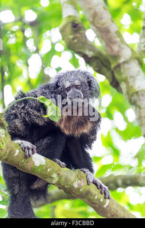 Blick von einem Mönch Saki Affen in den Amazonas-Regenwald in Peru Stockfoto