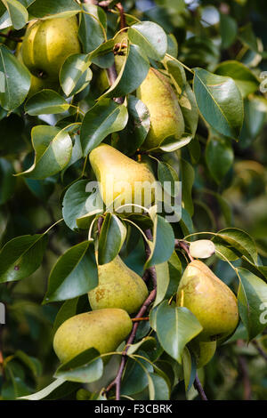 Reife Birnen auf einem Ast in einem Obstgarten Stockfoto