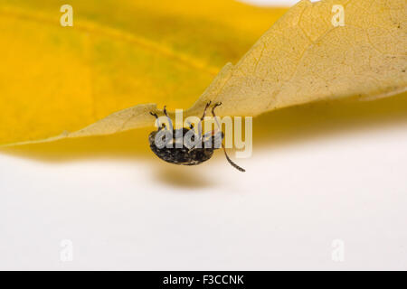 der Schnurrbart schwarzen Käfer sitzt auf ein gelbes Blatt Stockfoto