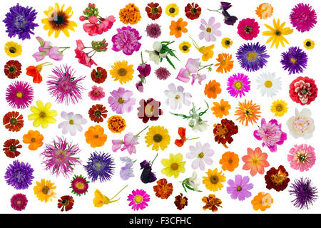 Großer Sommer- und Herbstblumen setzen isoliert collage Stockfoto