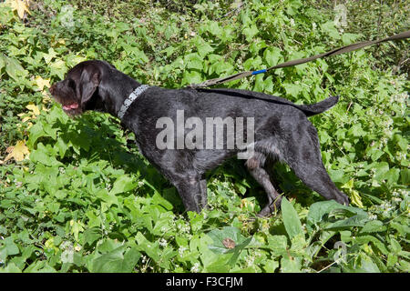 Die Jagd Junghund Retriver Deutsch Drahthaar (Drahthaar) fühlte sich ein Rebhuhn auf einer Wiese Stockfoto