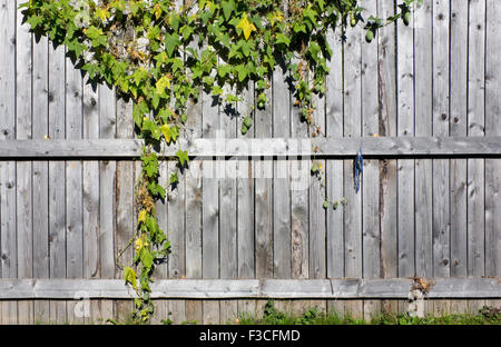 Landhausstil - Fragment von einem ländlichen Holzzaun auf welche Branchen wilde Trauben hängen. Sonniger Herbst Tag im September Stockfoto