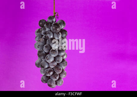 die Ansammlung von dunklen Trauben hängt auf einem hellen Hintergrund Stockfoto