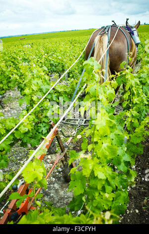 Pferd zieht Pflug im Weinberg Stockfoto