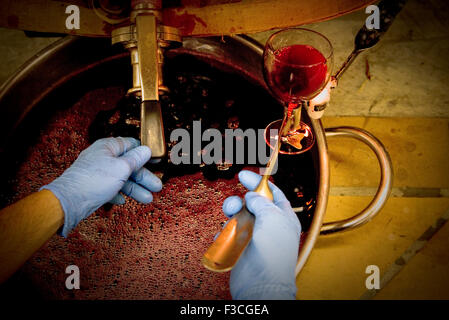 Winzer, die Überprüfung der Qualität der Rotwein, beschnitten Stockfoto