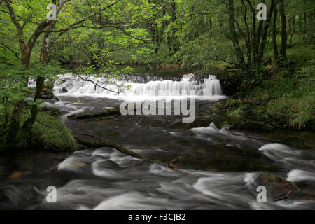 Colwith Force Wasserfälle auf dem Fluß Brathay bei Elterwater, wenig Langdale, Nationalpark Lake District, Cumbria, England Stockfoto