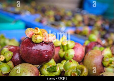 Frischen Mangostan-Frucht nach der Ernte im Obstgarten verkauft werden warten. Stockfoto